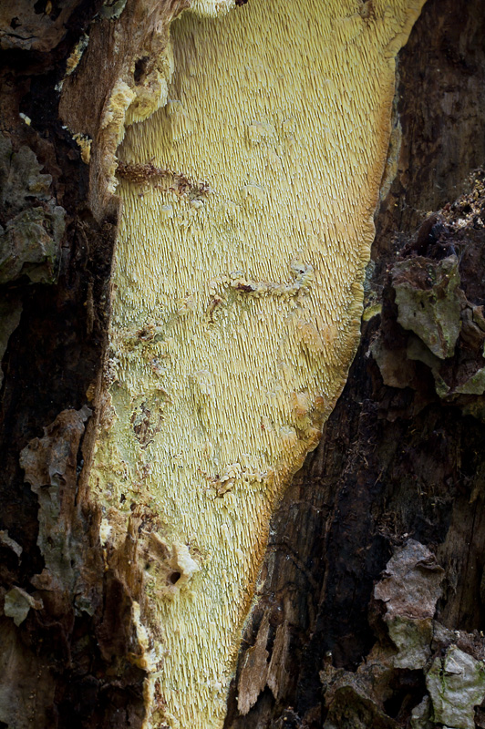 Sarcodontia crocea